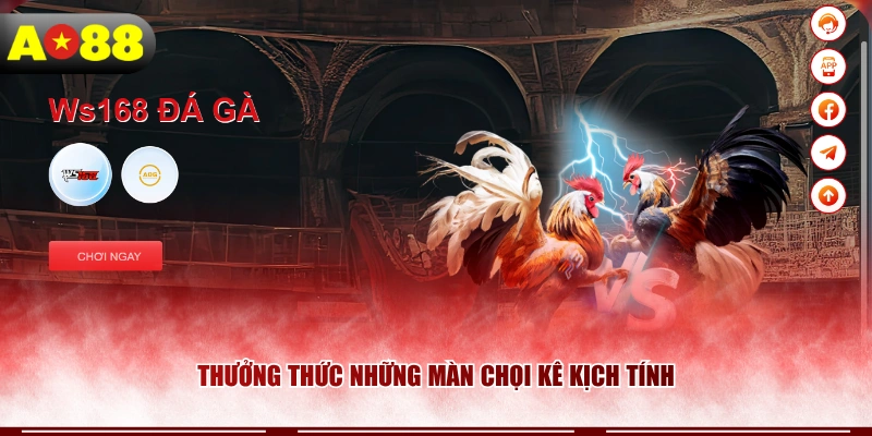 Thưởng thức những màn chọi kê kịch tính 